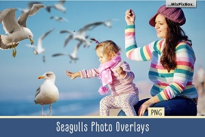 【PNG素材】31张飞翔的海鸥海鸟PS设计合成PNG图片素材 Seagulls Overlays